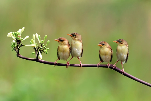 Olive-backed sunbirds standing on a branch